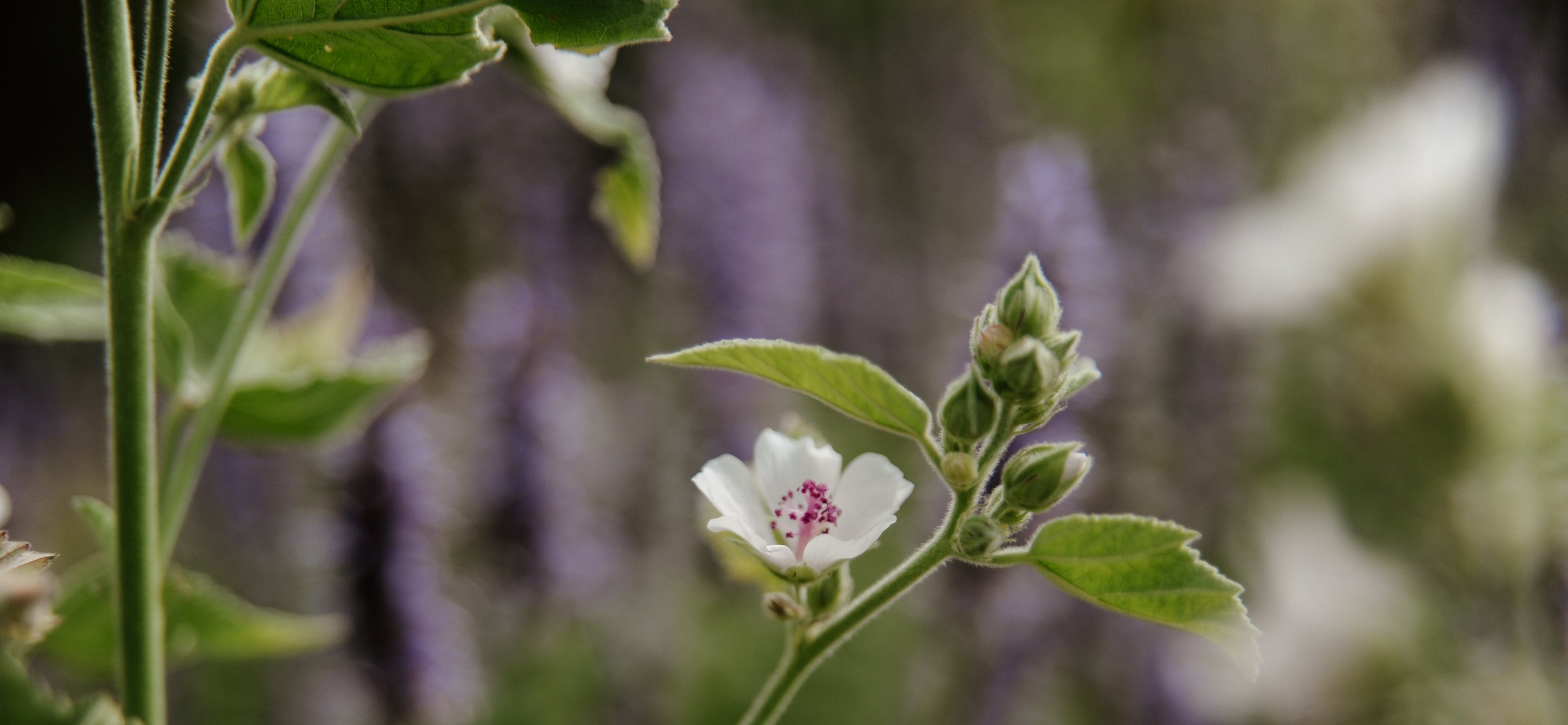 Close-up of a white flower with a green stem and leaves on a blurred natural background