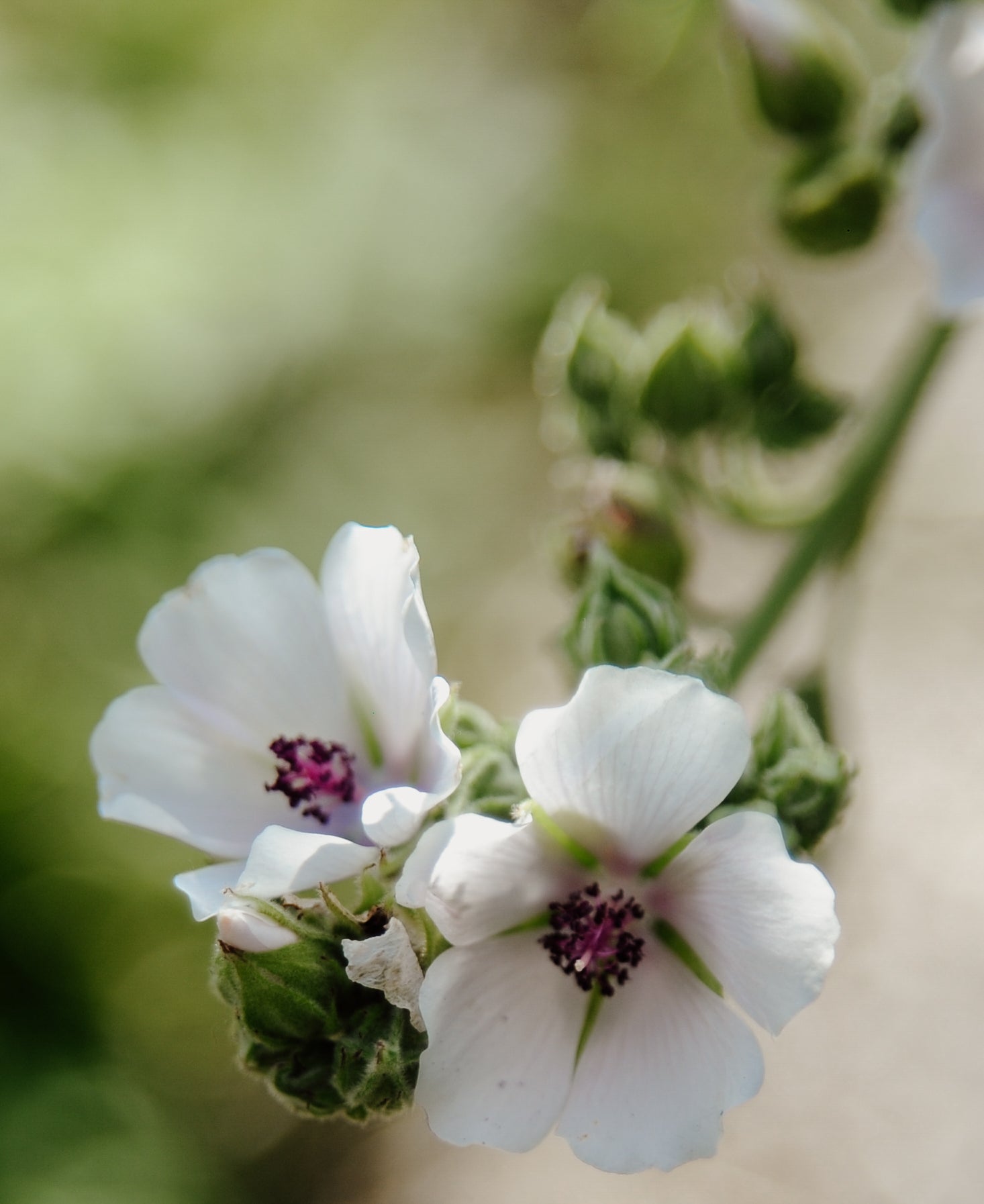 Close-up of white flowers with green stems and leaves on a blurred natural background
