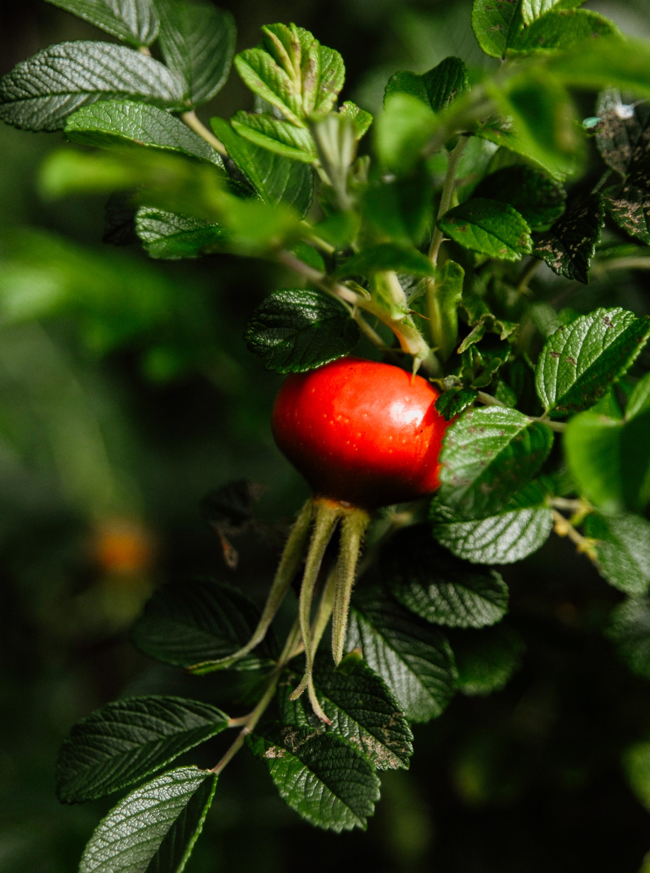 Red fruit (Rose hip) on a green plant with a blurred background