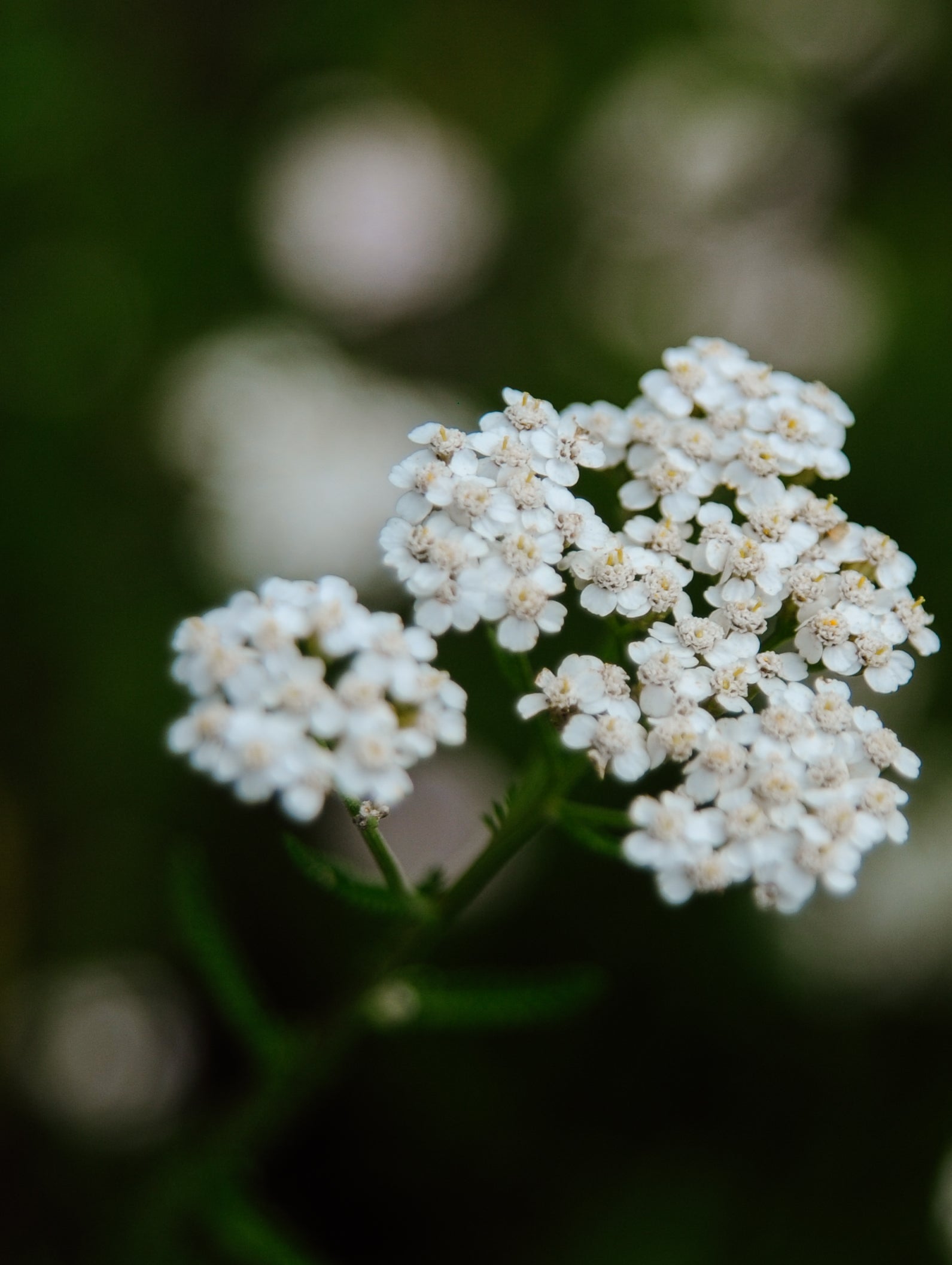 Close-up of white flowers with a blurred green background