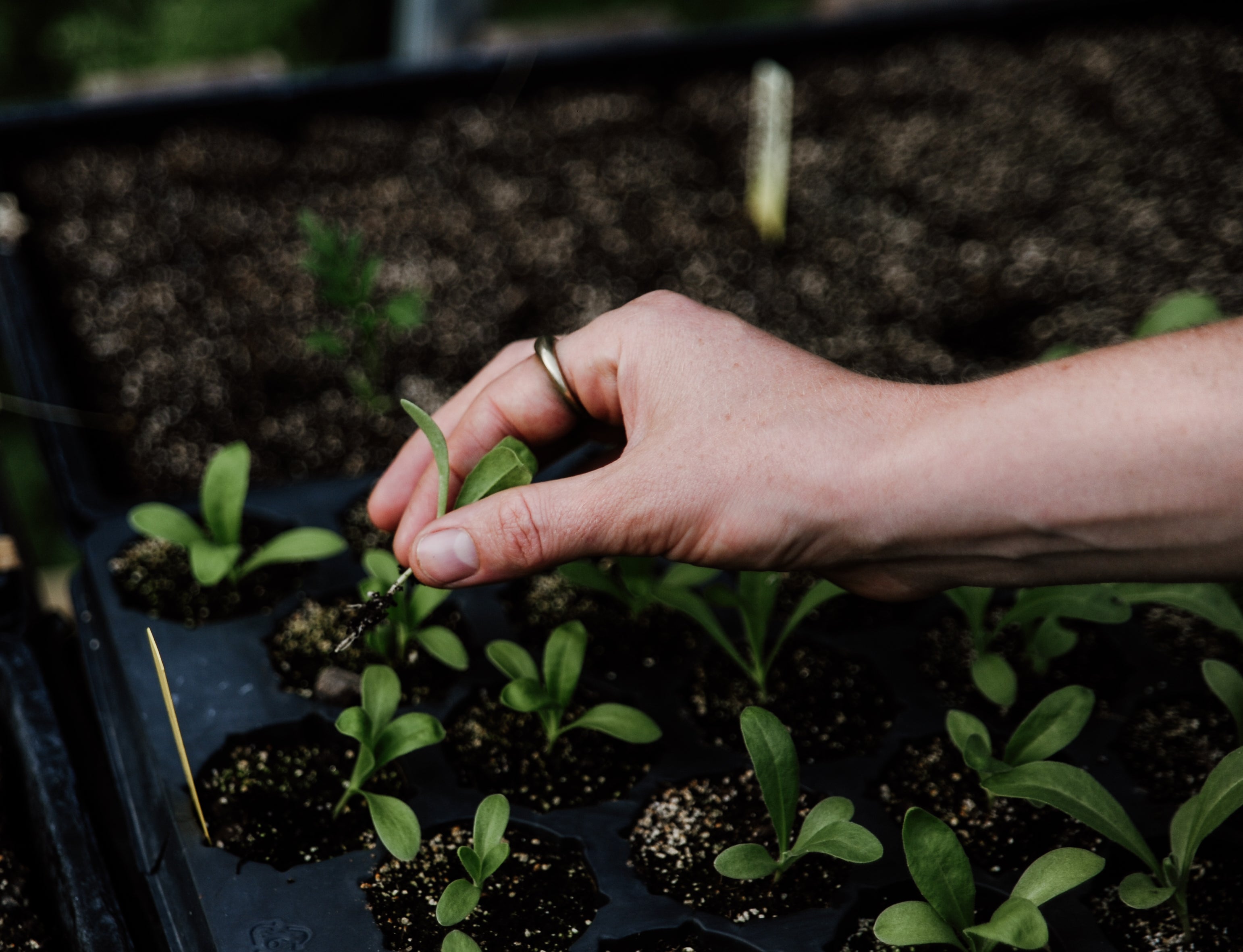 Hand holding a small plant over a tray of seedlings