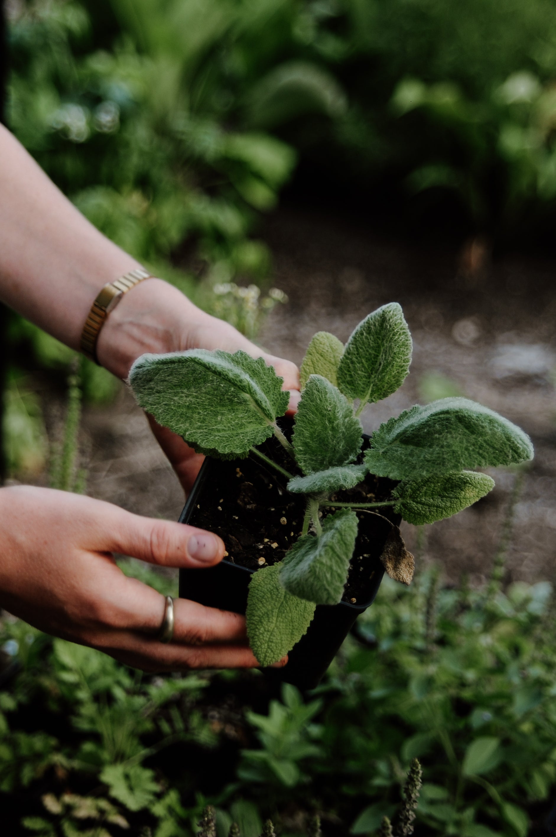Person holding a small potted plant in a garden setting