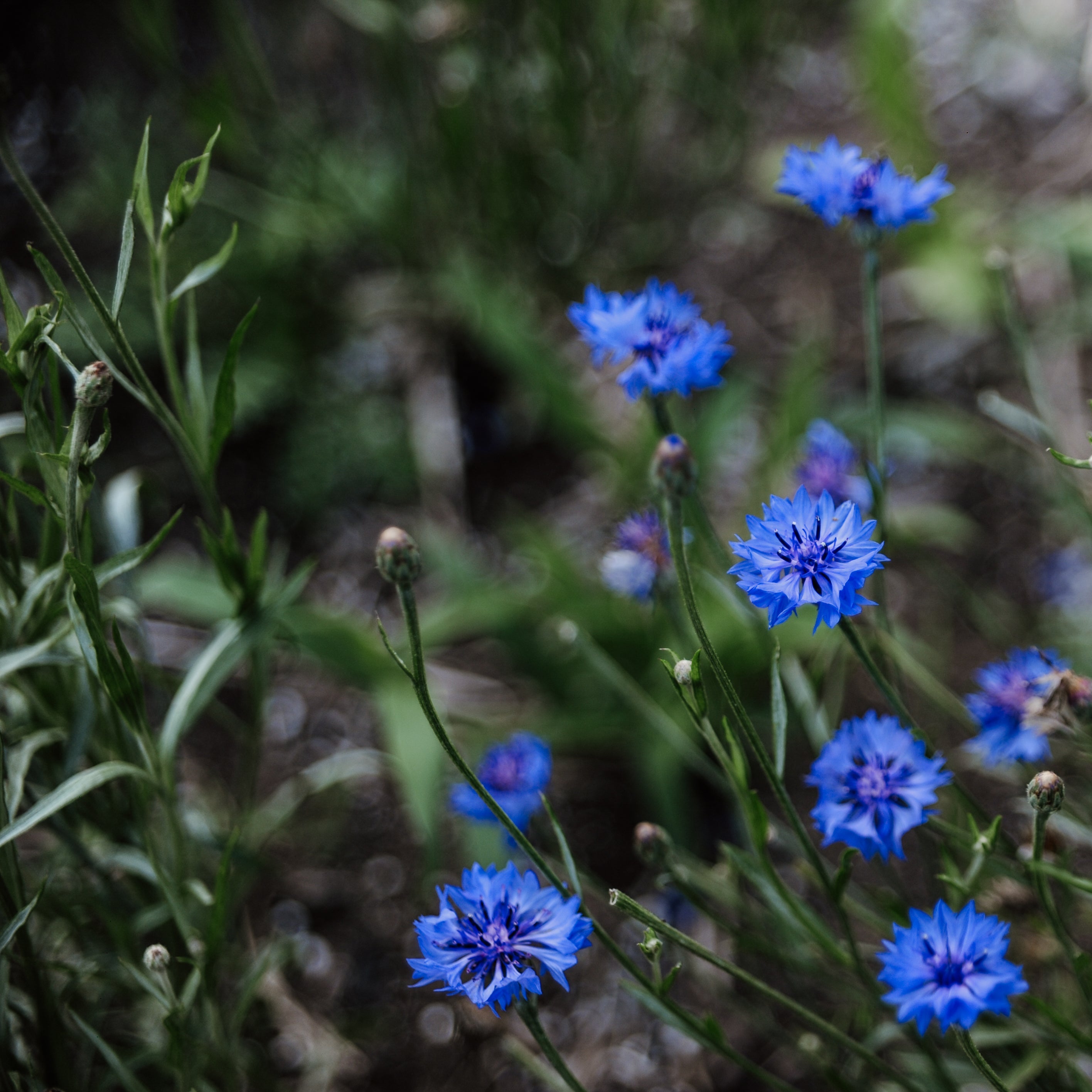 Blue flowers with green leaves on a blurred natural background
