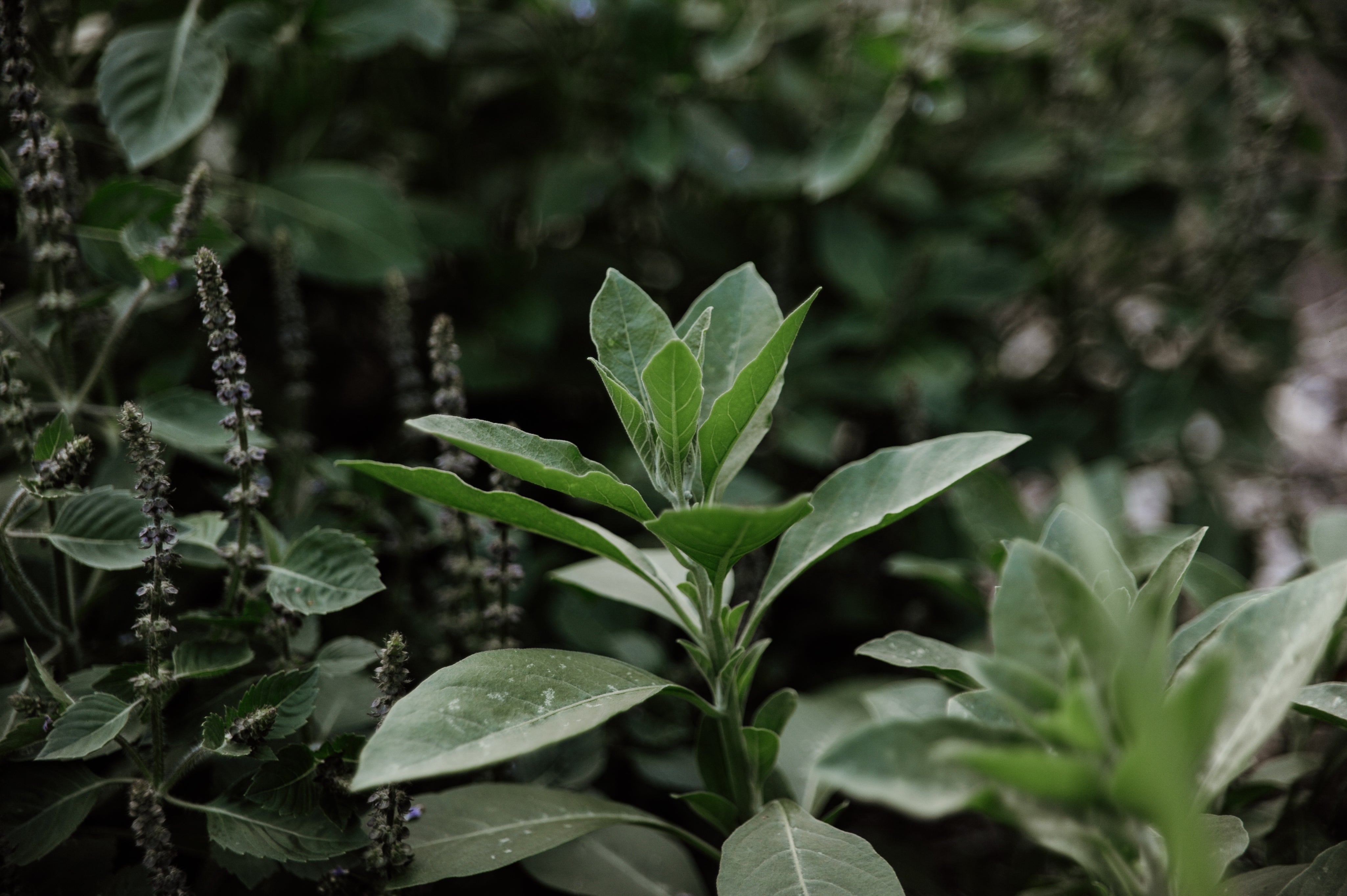 Close-up of green leaves with a blurred natural background