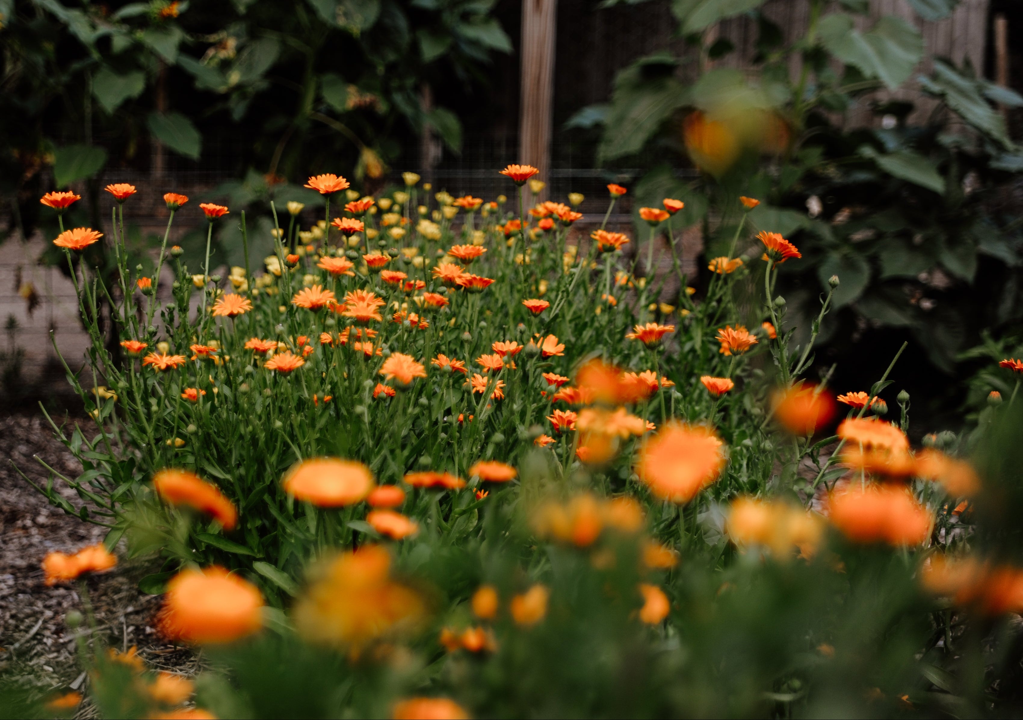 Field of orange flowers with green foliage in the background