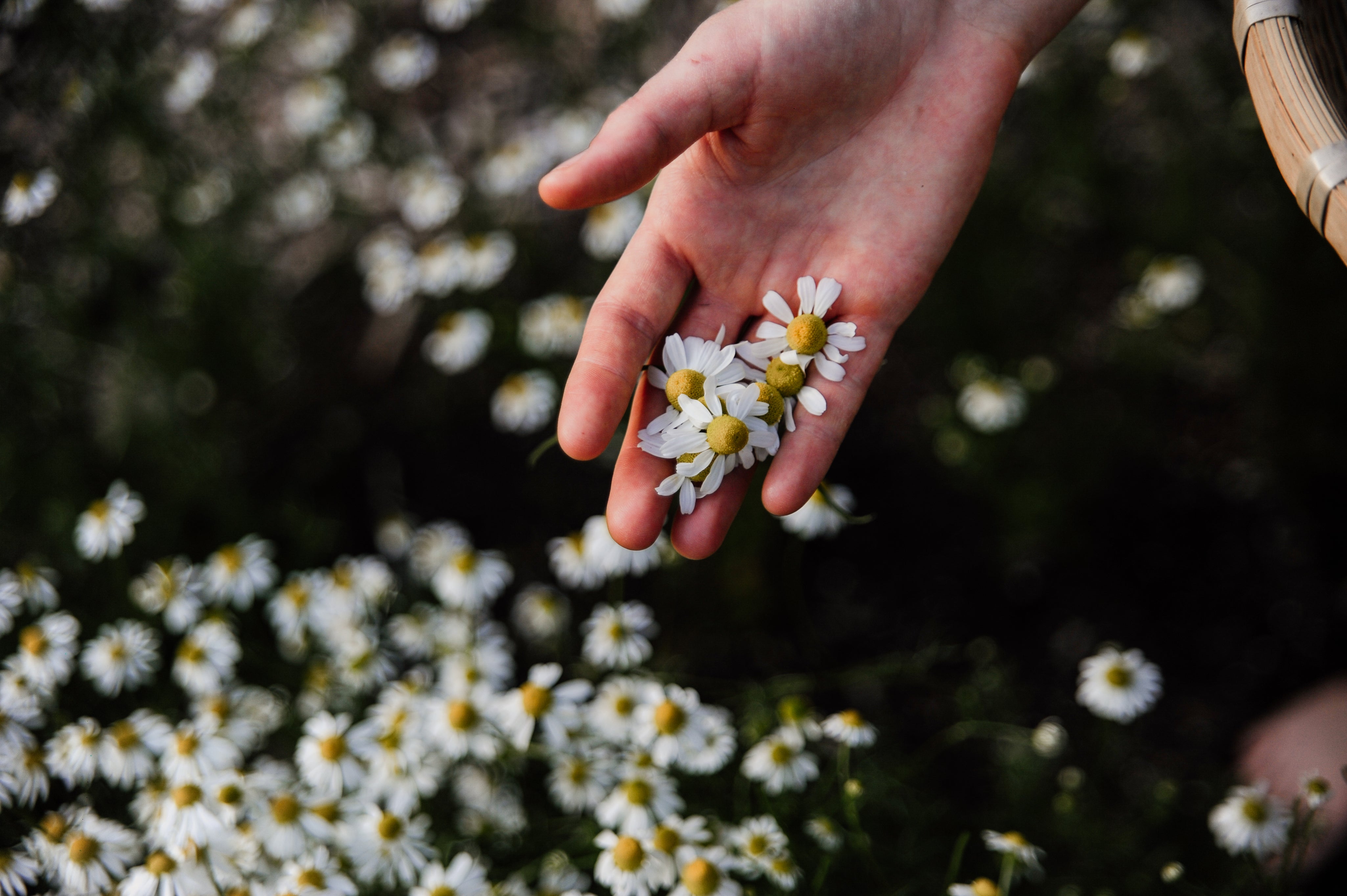 Hand holding small white chamomile flowers with a field of chamomile in the background