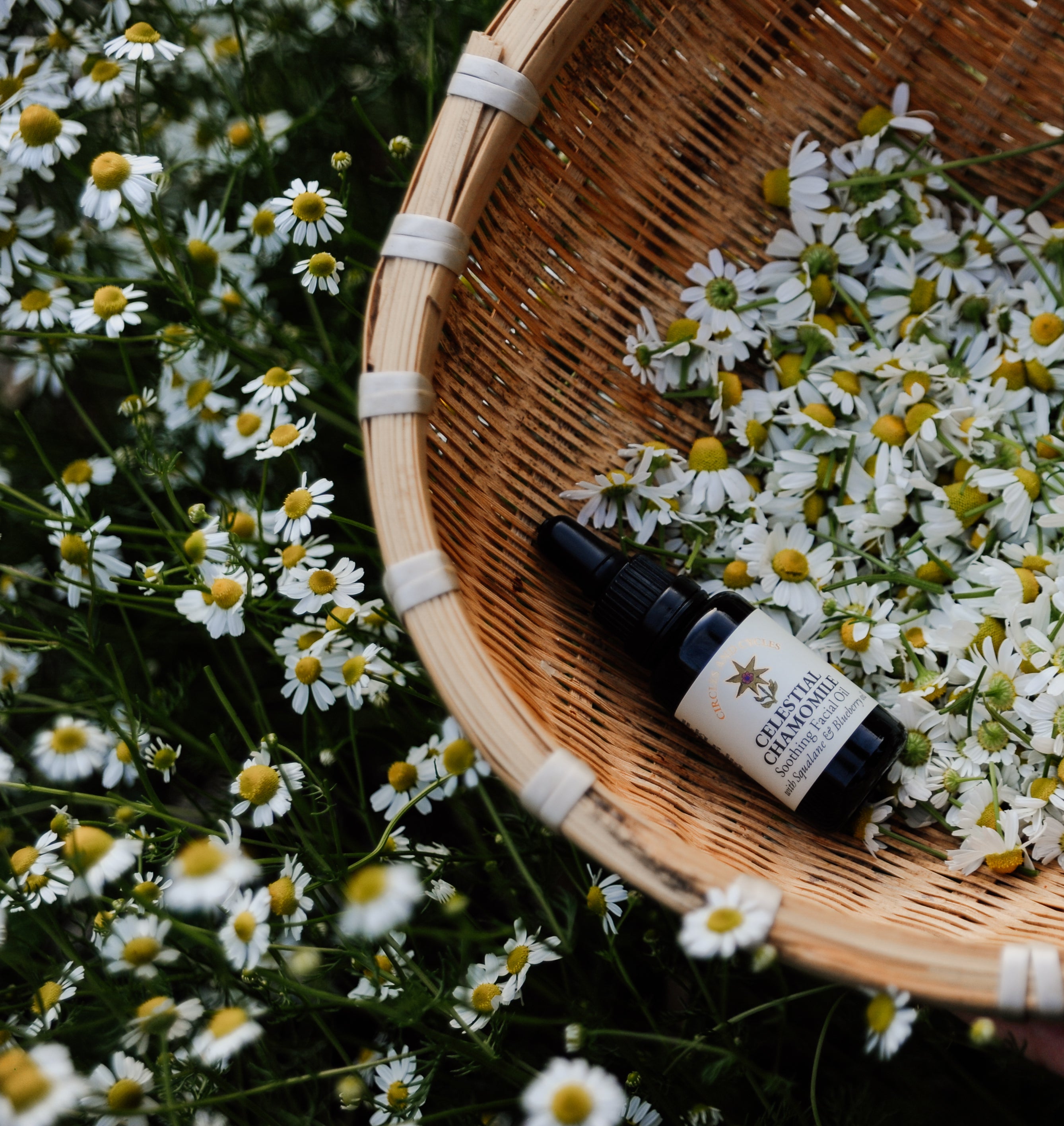Bottle of facial oil called Celestial Chamomile in a basket of harvested chamomile with a background of chamomile flowers