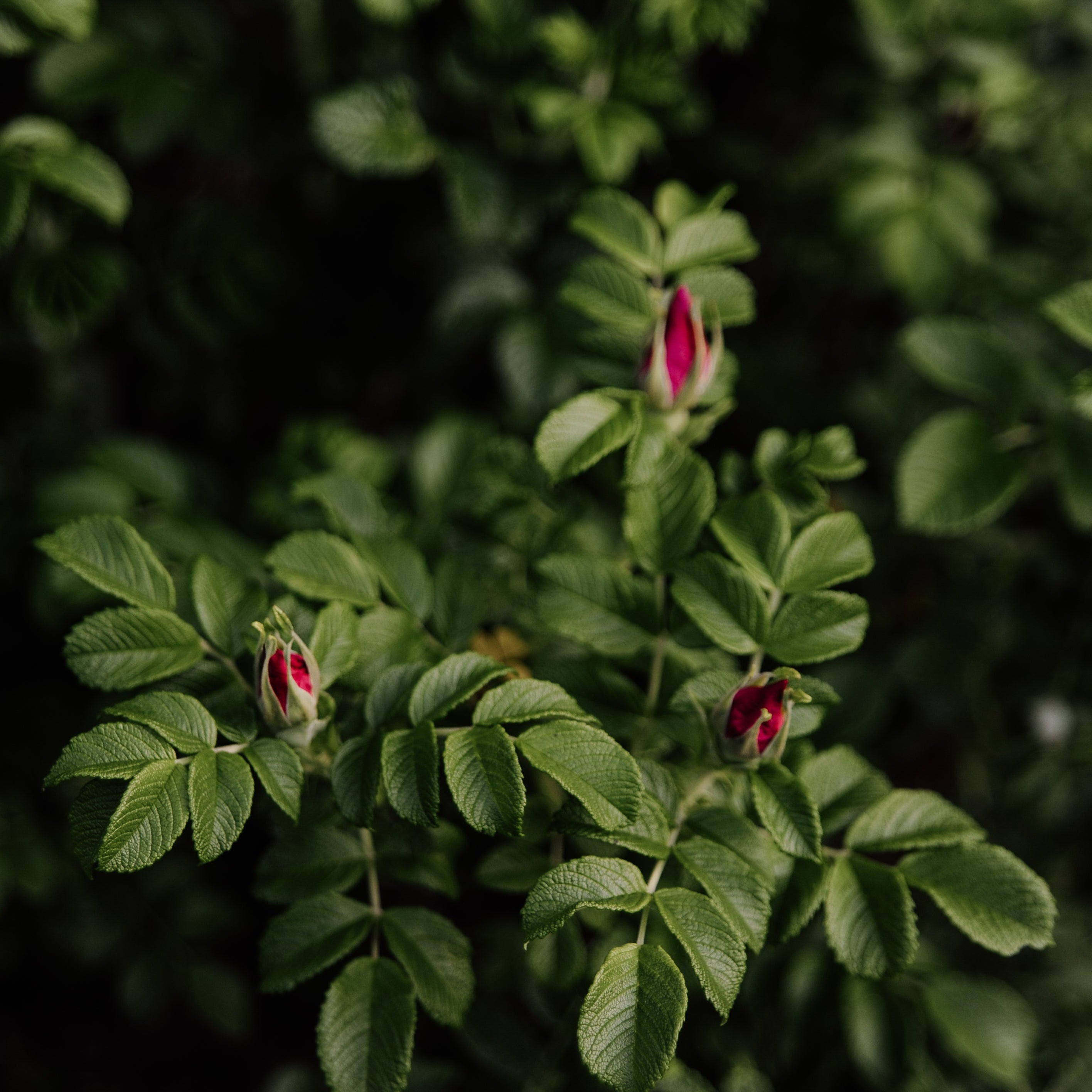 Green leaves with red buds on a dark background