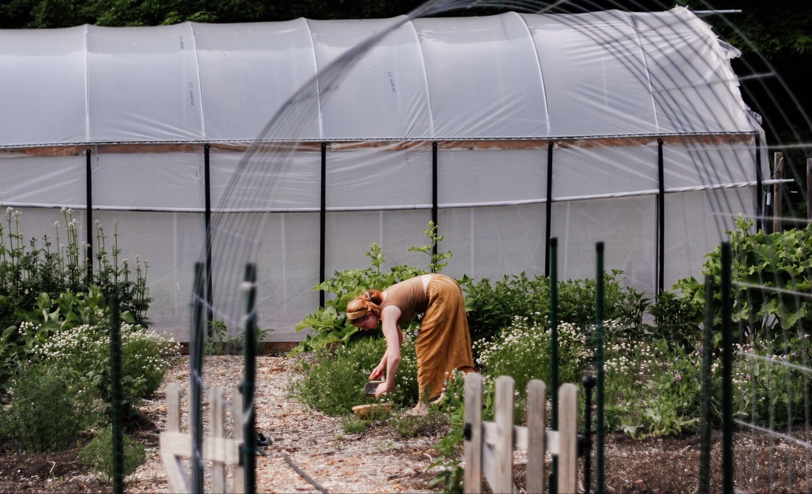 Person tending to plants in a garden with a greenhouse in the background