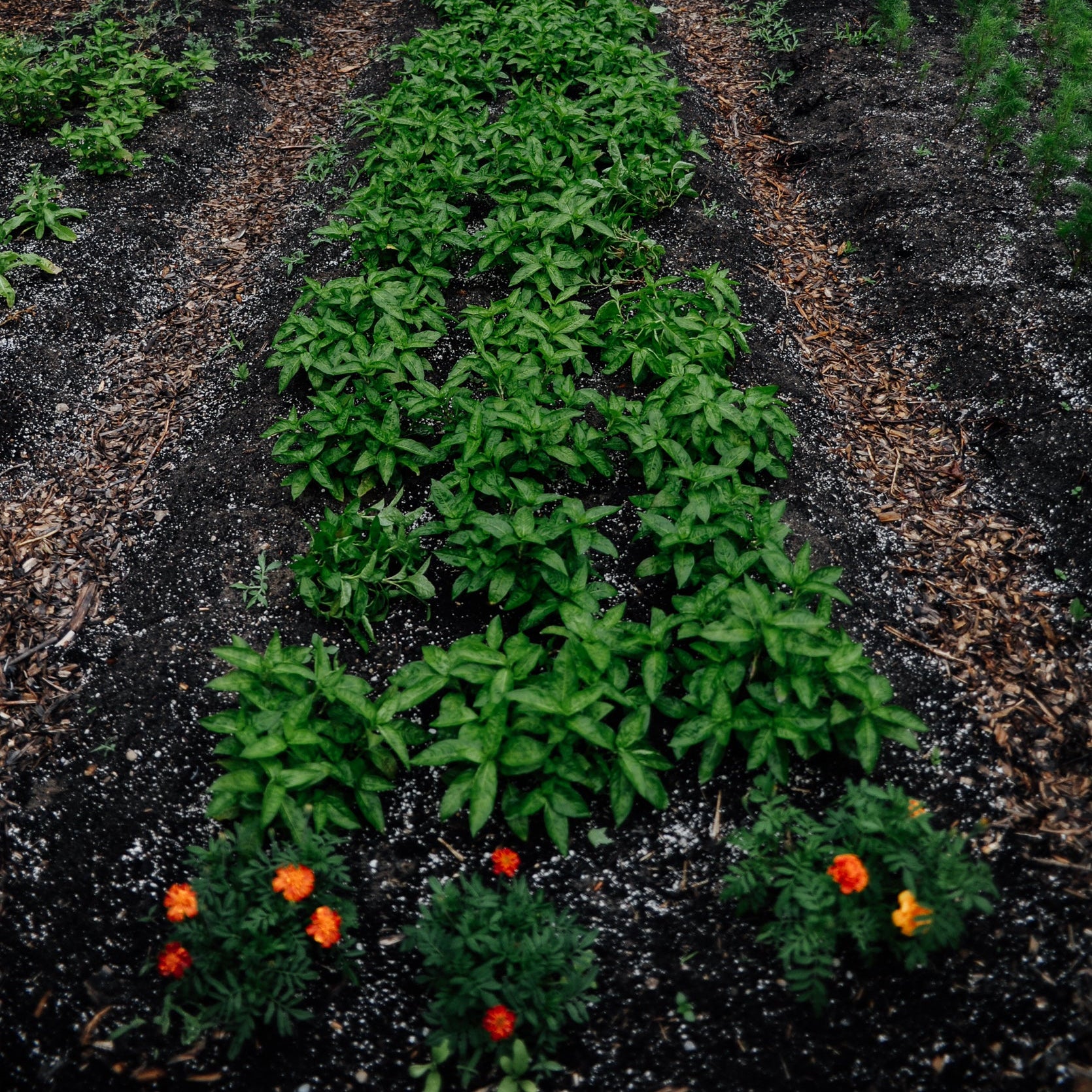 Garden bed with green plants and orange flowers, with a wooden fence and chickens in the background.