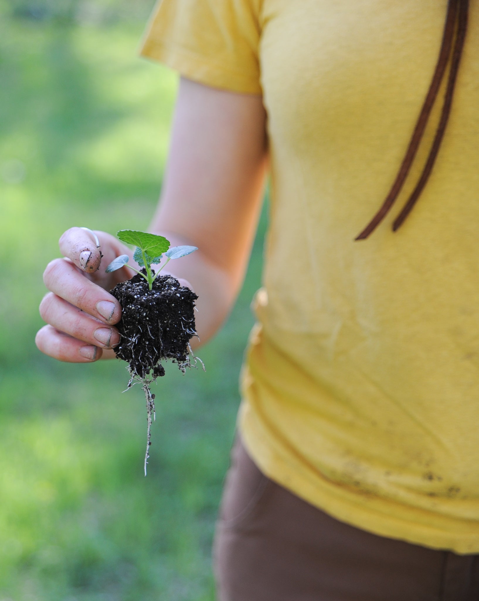 Regenerative Growing