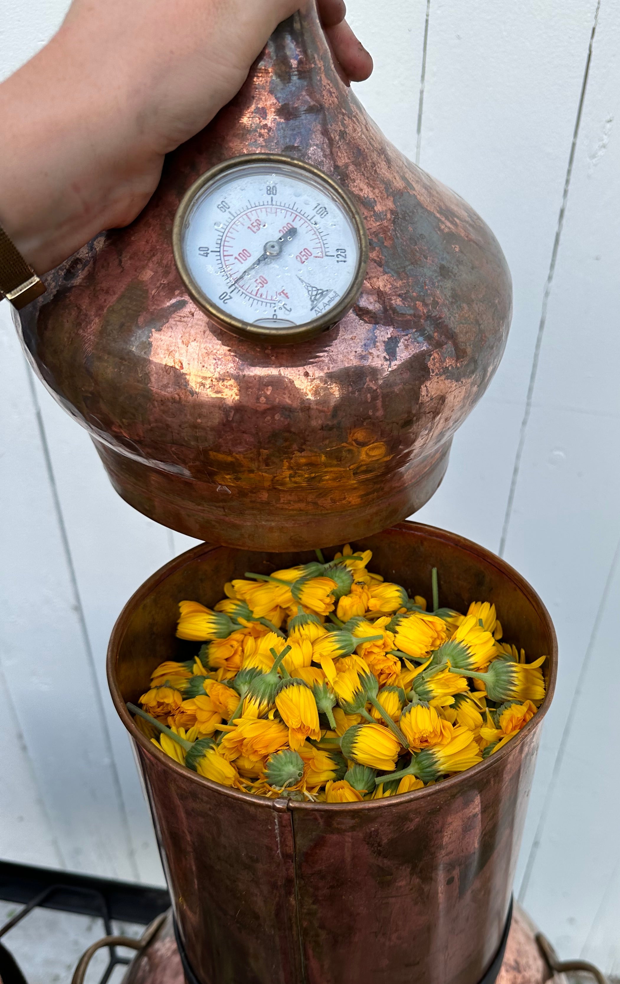 Copper container with a pressure gauge filled with yellow flowers against a white wooden background
