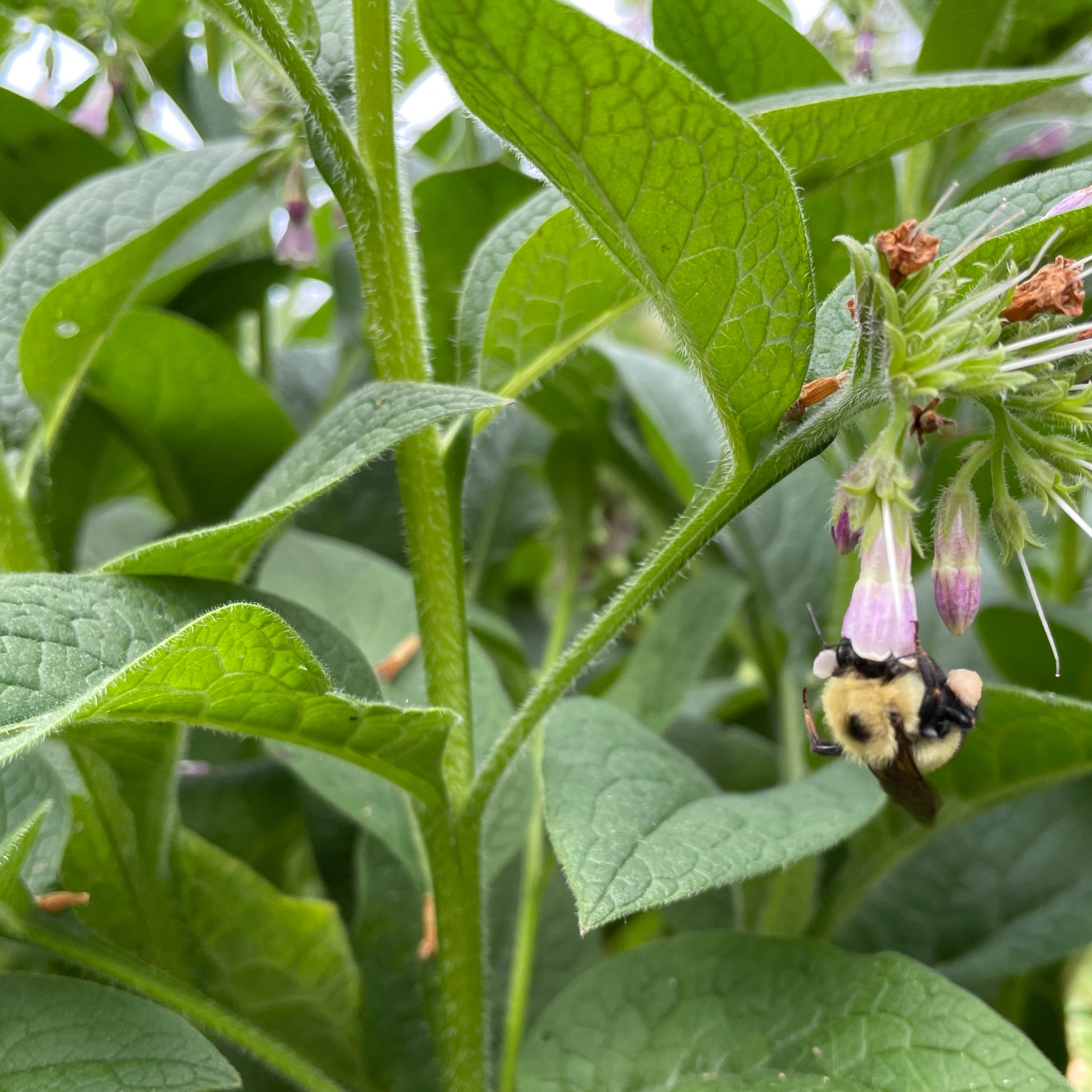 Bee on a green plant with small flowers