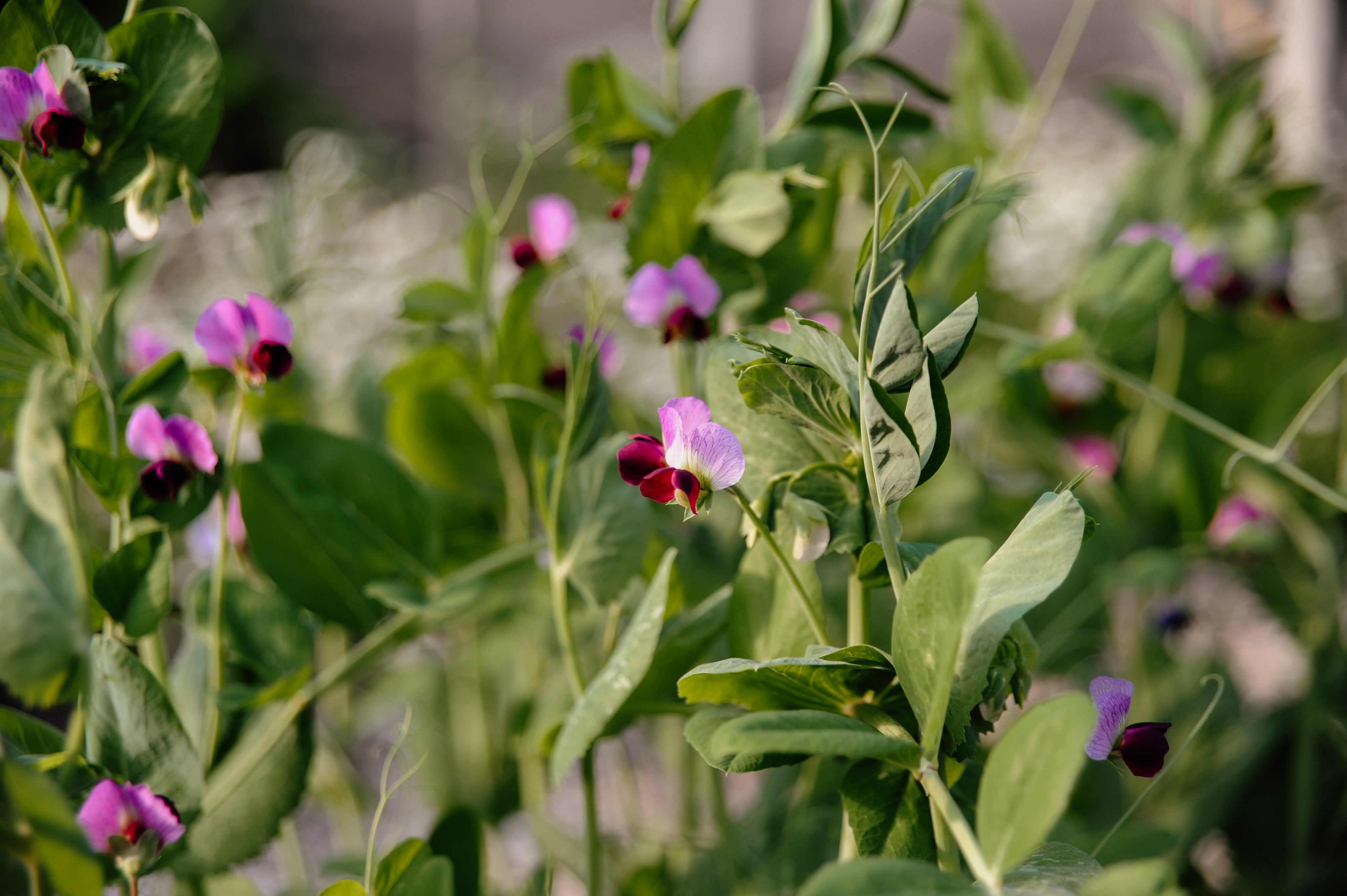 Pea plants with purple flowers in a garden setting
