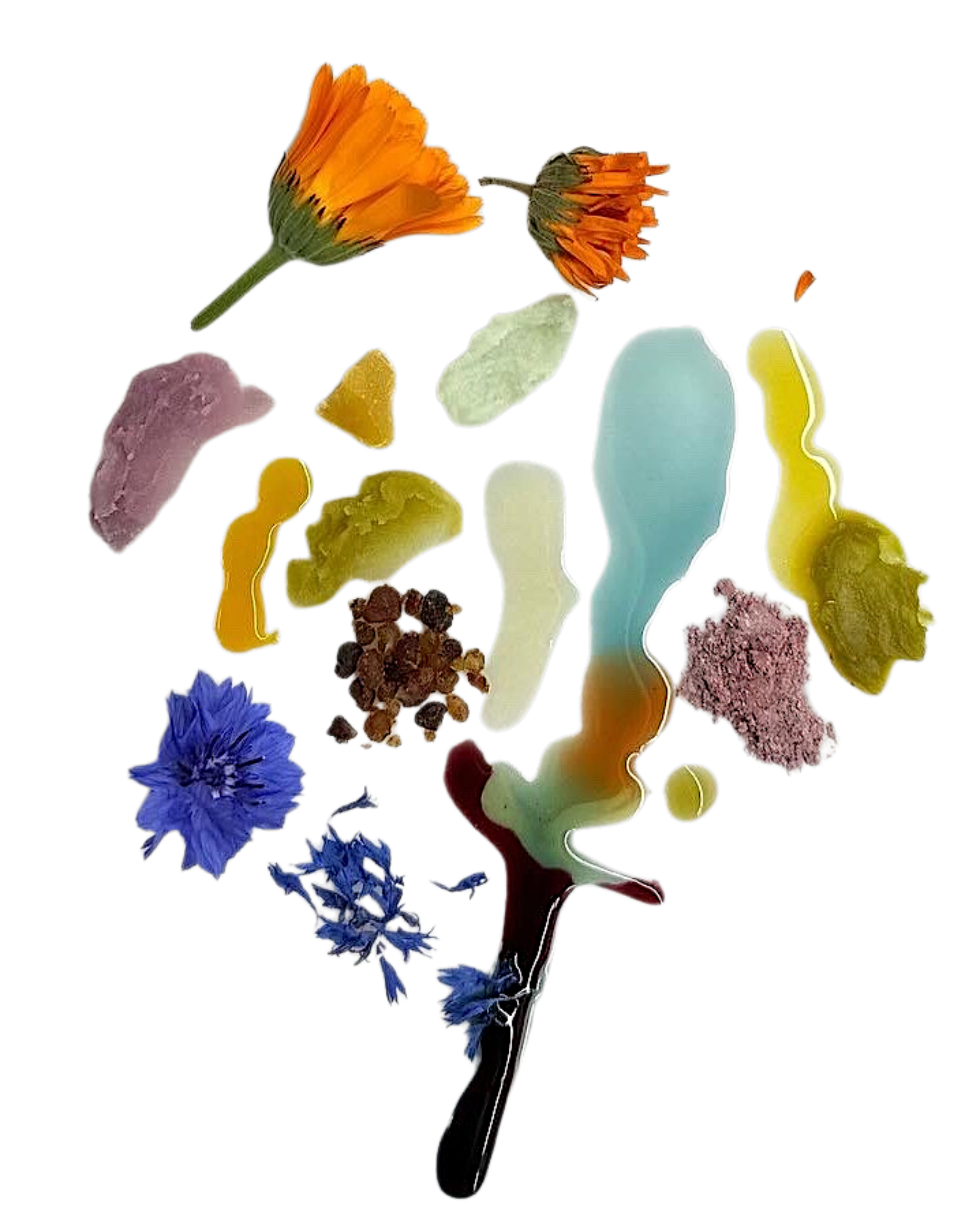 Colorful dried flowers, herbs and botanical extracts on a white background