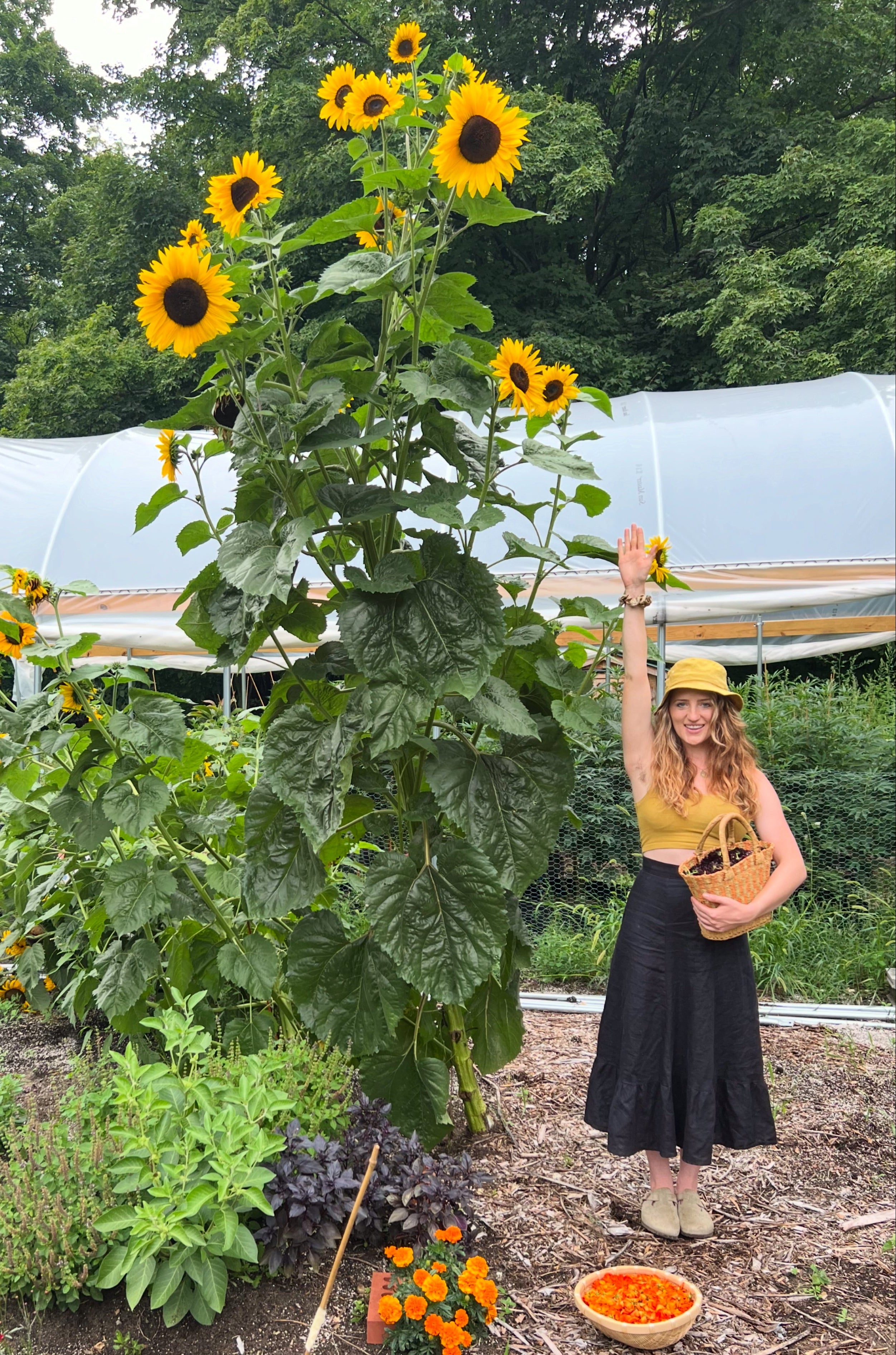 Person standing next to a tall sunflower plant in a garden setting